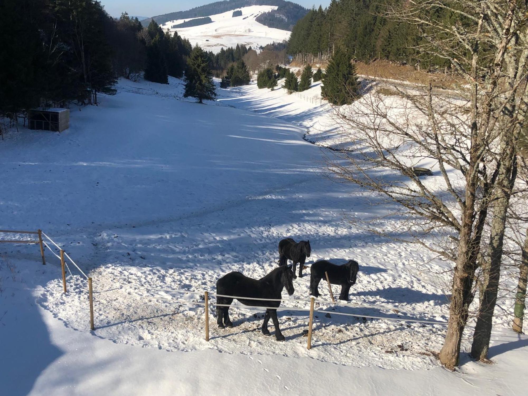 Waldhotel Auerhahn "Hochkopfhaus" 托特瑙 外观 照片